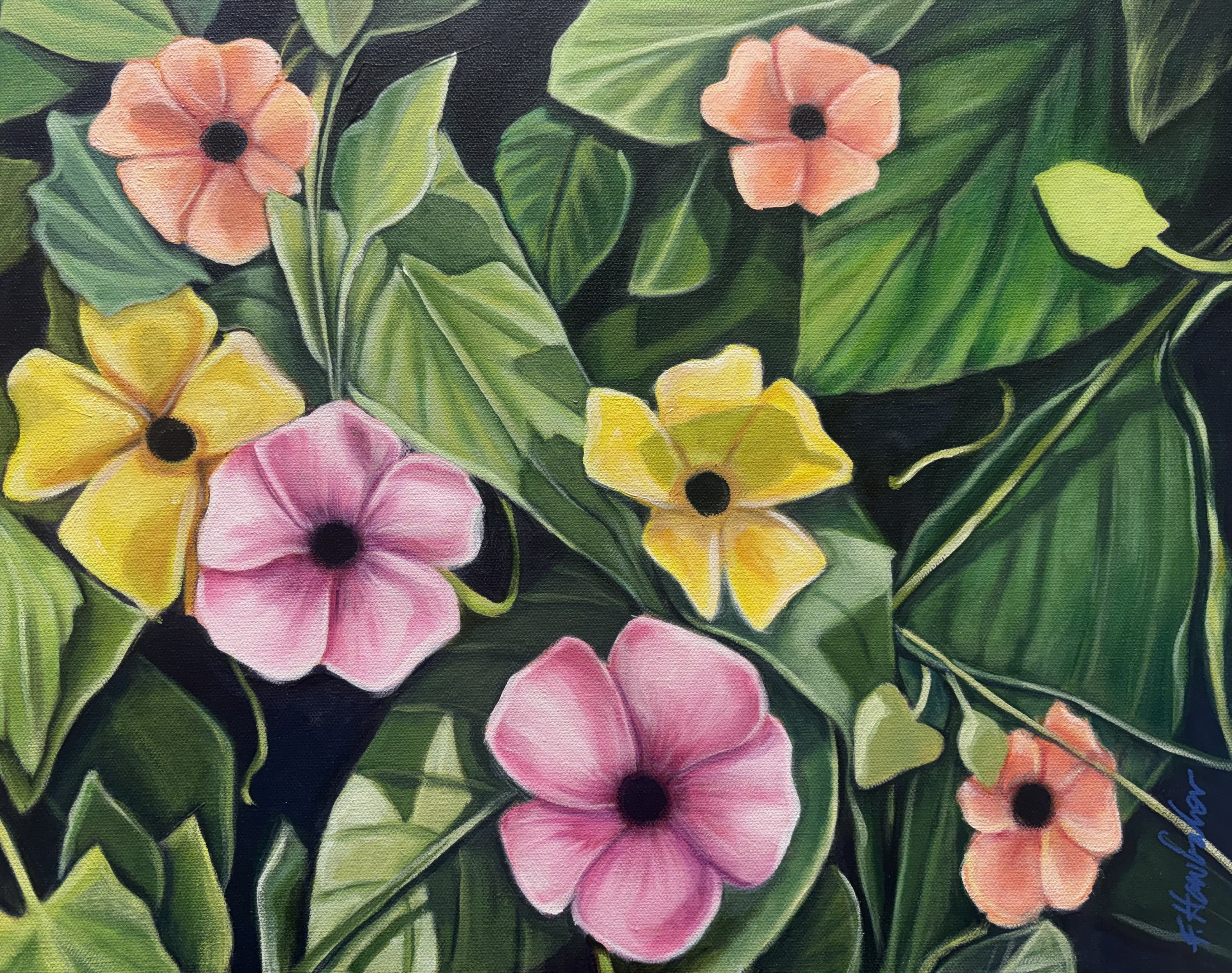 Vine Chorus — 20 x 16 — is a joyful, sunlit tangle of Black-Eyed Susan vine (Thunbergia alata) singing in full color.
Seven trumpet-shaped blooms in peach, golden yellow, and cotton-candy pink pop against a dense canopy of glossy green leaves, each flower marked by its signature inky-black eye. The composition winds diagonally, with curling tendrils, heart-shaped buds, and dappled light dancing across the foliage, giving the piece a lively, almost musical rhythm. The deep, near-black background makes the bright blossoms and fresh greens glow with tropical intensity. Small in scale but big in energy, it captures the carefree chorus of a garden in midsummer — cheerful, abundant, and impossible not to smile at.