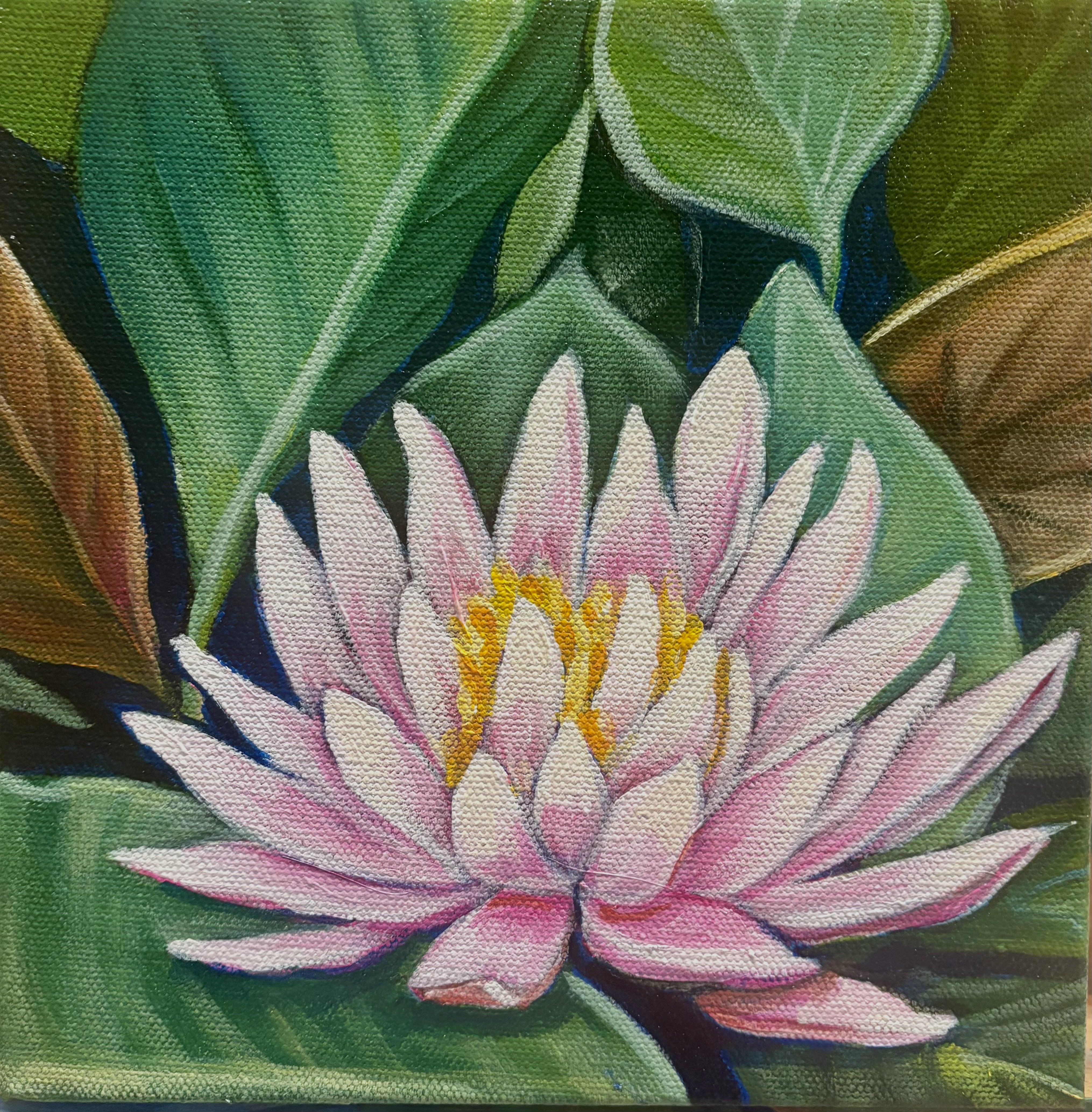Pink Lotus