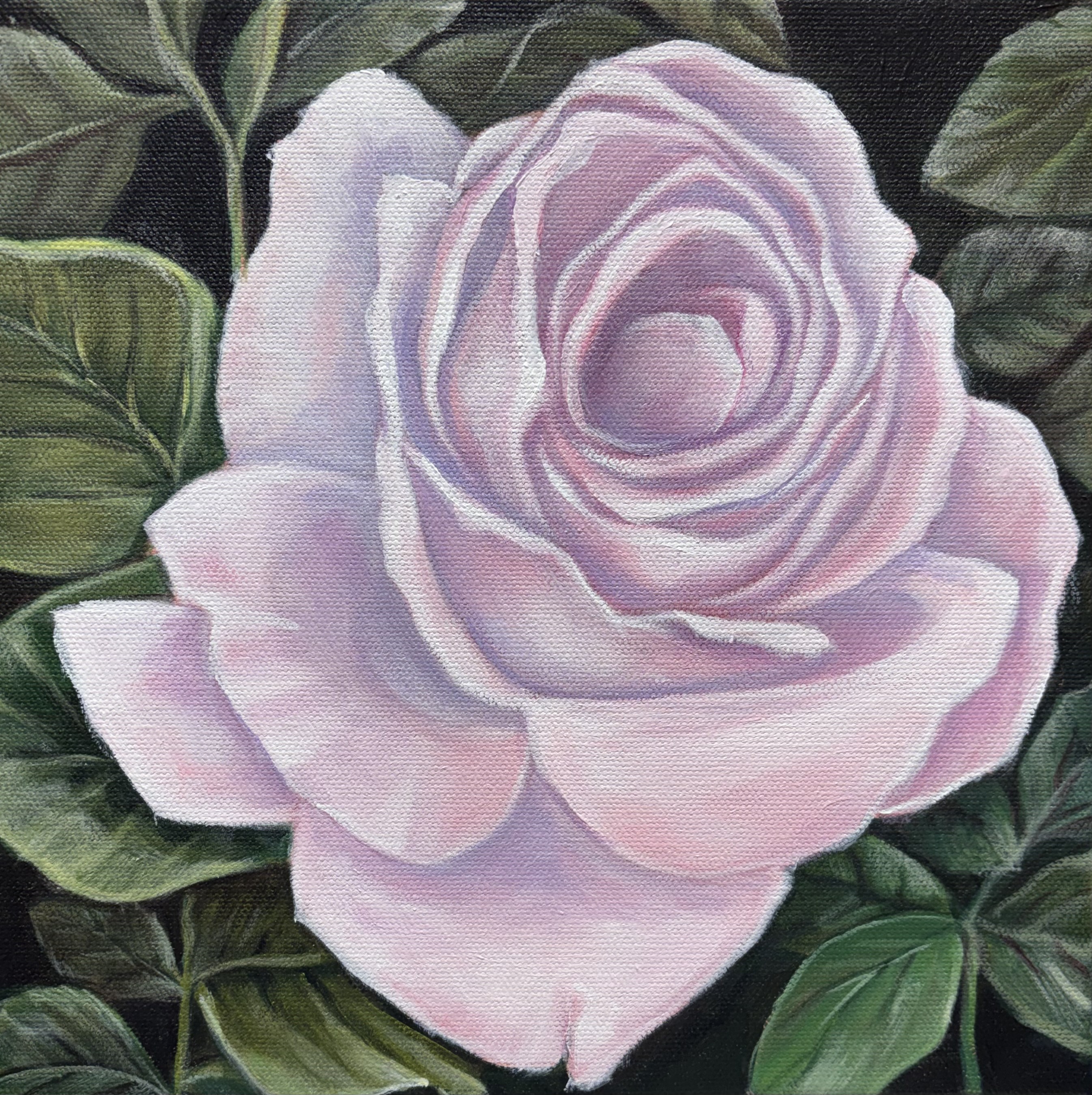 Gertrude — 12 x 12 — is a quiet, intimate portrait of a single, perfect rose.
Filling the small square canvas edge to edge, her soft, spiraled petals unfurl in delicate layers of blush pink, lavender, and creamy white, catching light at every gentle fold. Set against deep, velvety green foliage that fades to shadow, the pale bloom glows with a tender, timeless elegance. Named Gertrude, she feels both classic and personal — not just a rose, but a beloved presence, captured in that fleeting, full-hearted moment of bloom.