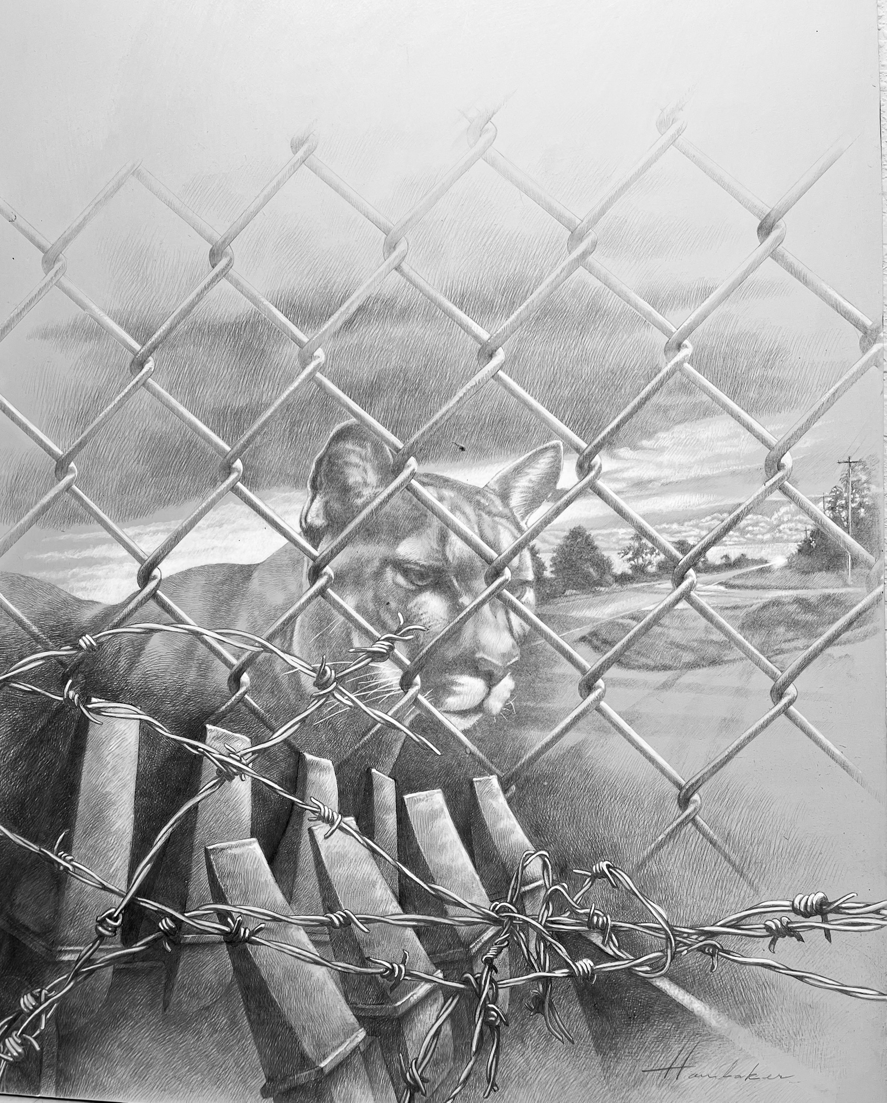 Panther Crossing