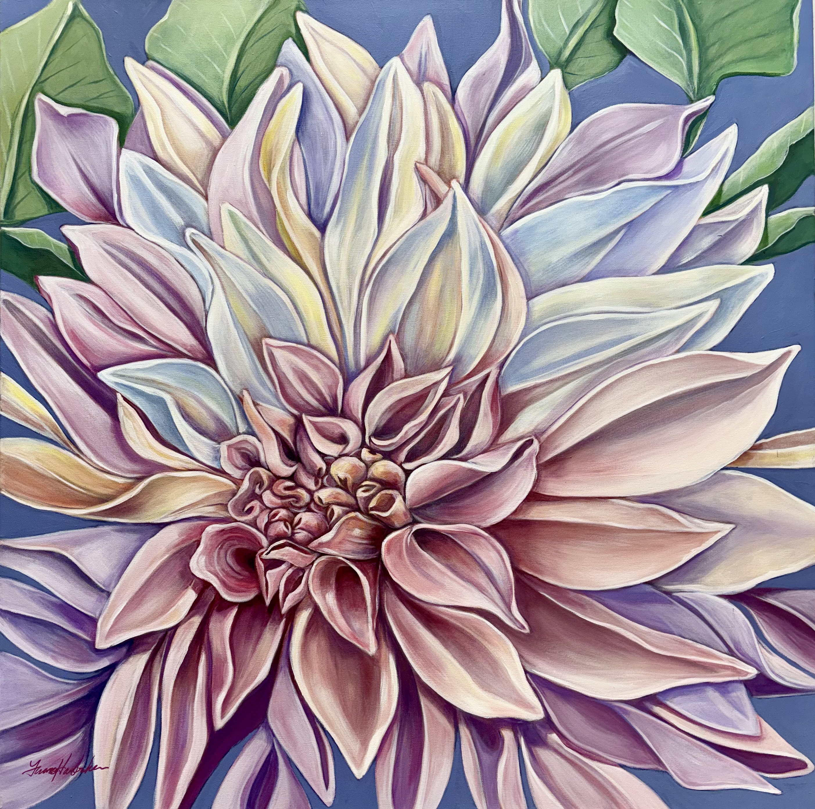 Morning Hush — 36 x 36 acrylic — captures that quiet, suspended moment just after dawn when the world is still soft and full of promise.
A single, magnificent dahlia fills the square canvas edge to edge, its intricate layers of petals unfurling from a tightly curled, rosy center to pale, sun-kissed tips of blush, cream, lavender, and icy blue. Rendered with detailed, luminous brushwork, each petal catches early light, while the rich, saturated periwinkle background and crisp green leaves make the bloom glow with gentle intensity. The close cropping creates an immersive, almost meditative presence — not just a flower, but a portrait of stillness, breath, and the quiet joy of a new morning.